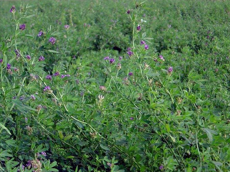 國產(chǎn)苜蓿 國產(chǎn)苜蓿