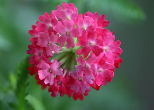 1646890623704955.jpg 美女櫻4.jpg