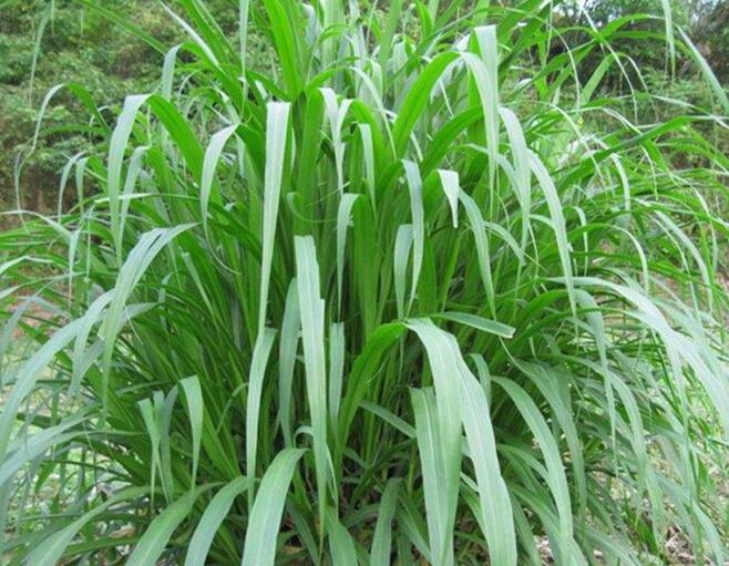 1651546116484638.jpg 1651546116484638.jpg