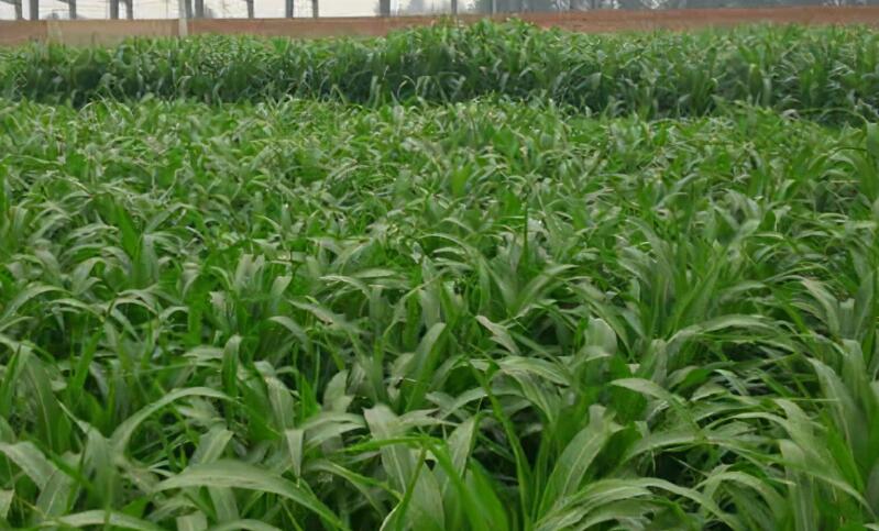 1653144468393412.jpg 1653144468393412.jpg