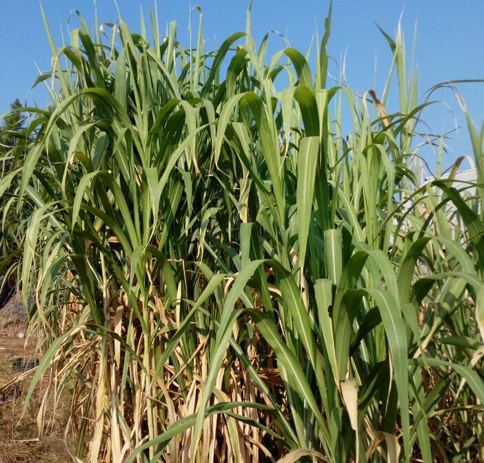 1653144965692673.jpg 1653144965692673.jpg