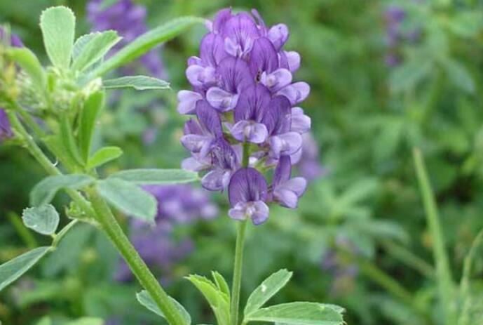 1653145119363365.jpg 1653145119363365.jpg