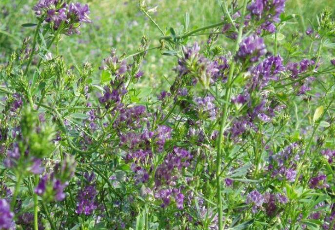 1653798814994533.jpg 1653798814994533.jpg