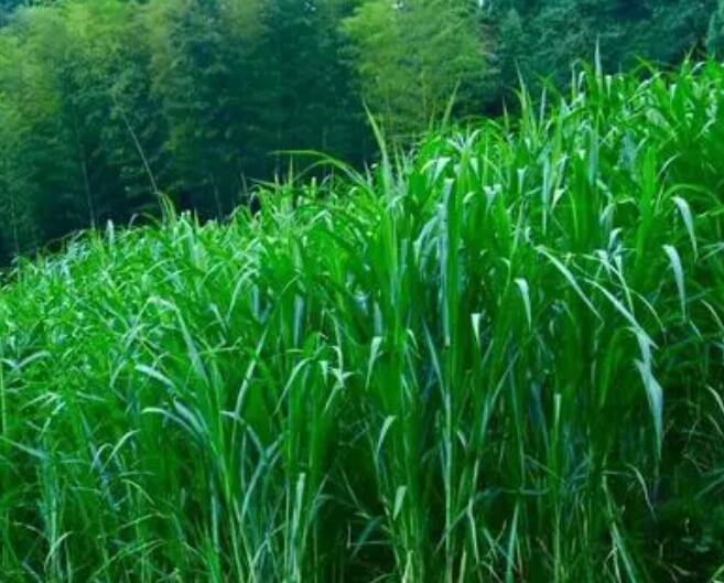 1654494768419454.jpg 1654494768419454.jpg