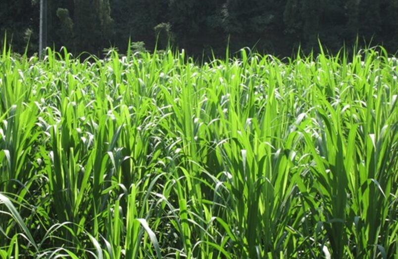 1654494866255745.jpg 1654494866255745.jpg