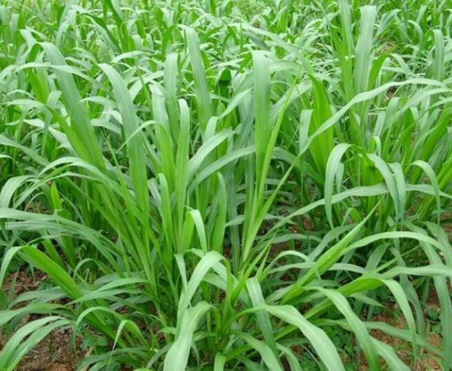 1654496591643769.jpg 1654496591643769.jpg