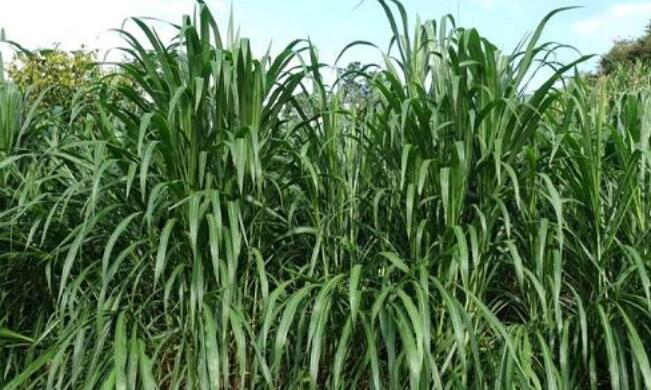 1654497187559458.jpg 1654497187559458.jpg