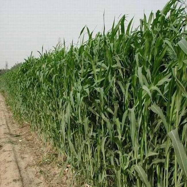 南方養牛用什么草種最好?養牛牧草品種及圖片