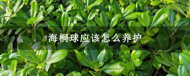 海桐球應該怎么養護