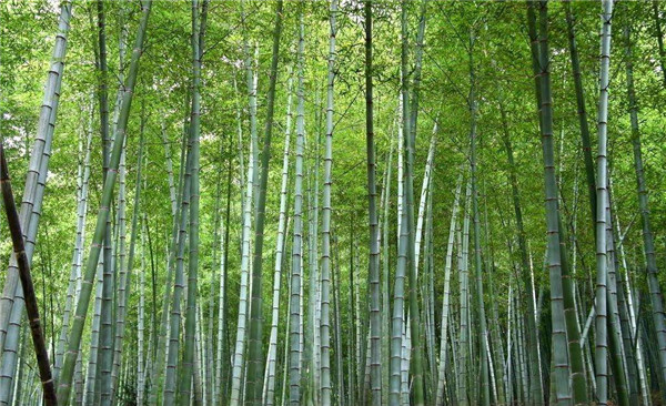 毛竹基地實(shí)拍圖片