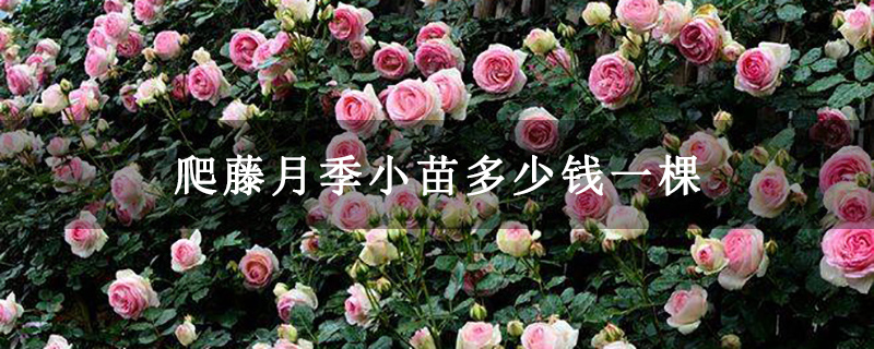 爬藤月季小苗多少錢一棵