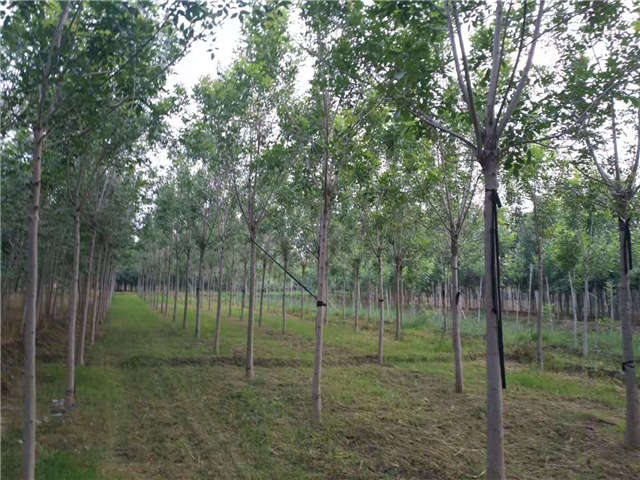 沭陽長景園林速生白蠟種植基地實(shí)拍圖片
