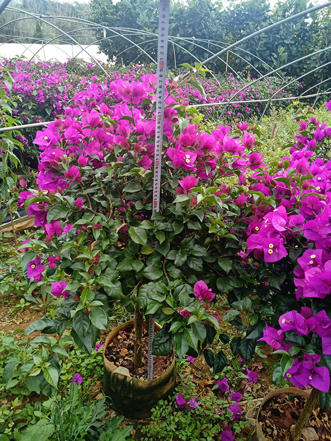 重瓣大紅三角梅