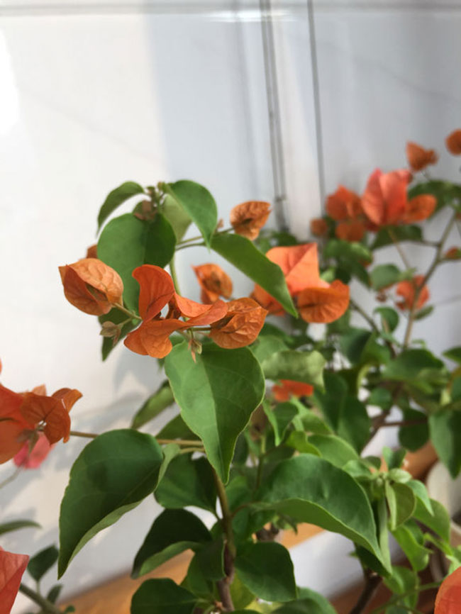 三角梅綠葉橙價格多少錢一棵?三角梅的栽培技術介紹