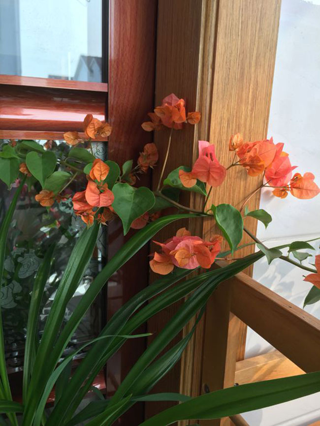 三角梅綠葉橙價格多少錢一棵?三角梅的栽培技術介紹