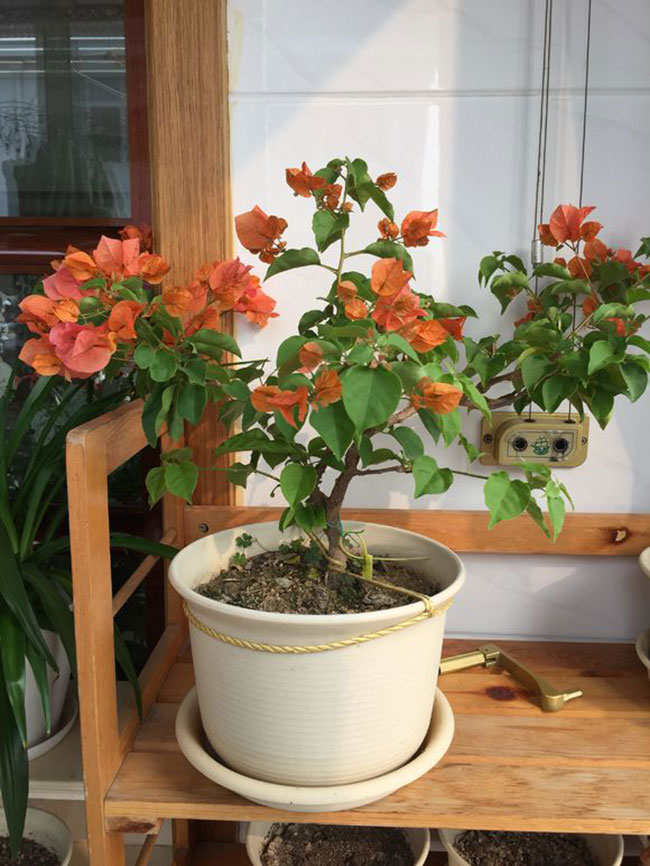 三角梅綠葉橙價格多少錢一棵?三角梅的栽培技術介紹