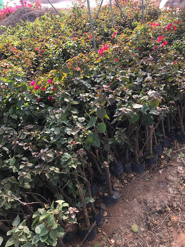 重瓣大紅三角梅價(jià)格多少錢一棵?室外可以種植重瓣紅三角梅嗎?