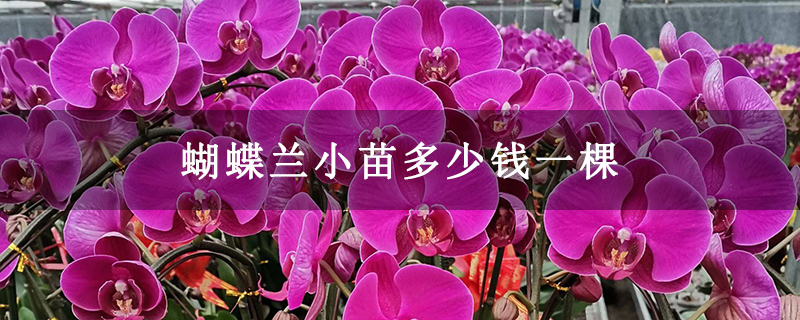 蝴蝶蘭小苗多少錢一棵