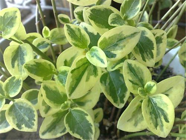 花葉常春藤基地實(shí)拍圖片