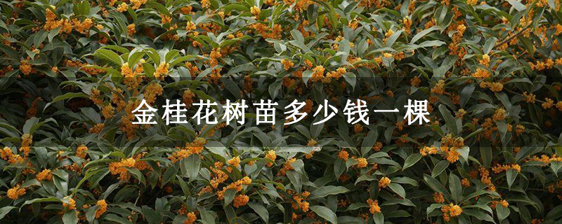 金桂花樹(shù)苗多少錢(qián)一棵