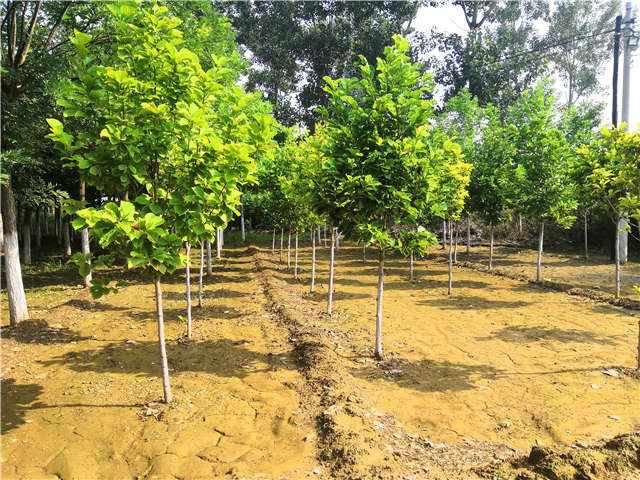 沭陽(yáng)長(zhǎng)景園林白玉蘭種植基地實(shí)拍圖片