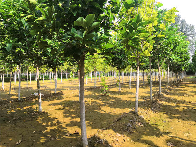 沭陽(yáng)長(zhǎng)景園林白玉蘭種植基地實(shí)拍圖片