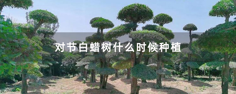 對(duì)節(jié)白蠟景觀樹