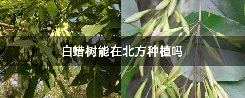 白蠟樹能在北方種植嗎