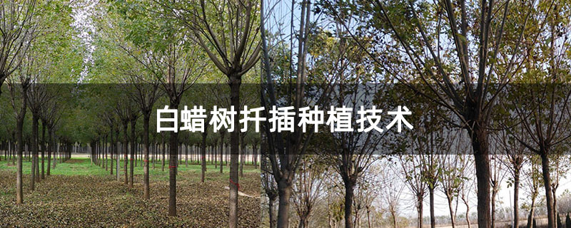 白蠟樹扦插種植技術