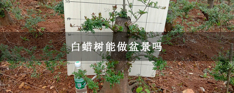 白蠟樹能做盆景嗎