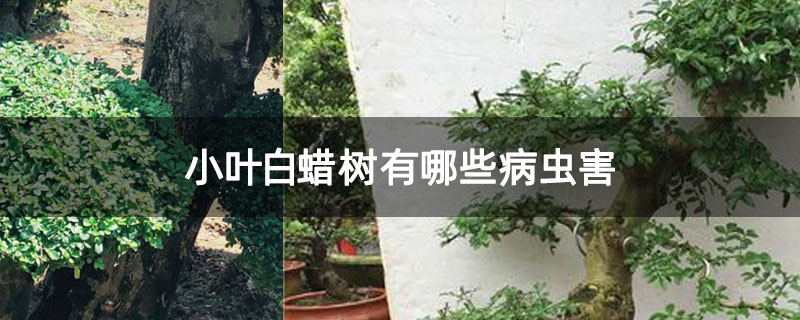 小葉白蠟樹有哪些病蟲害