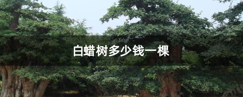 白蠟樹多少錢一棵