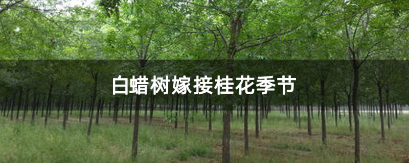 白蠟樹嫁接桂花季節