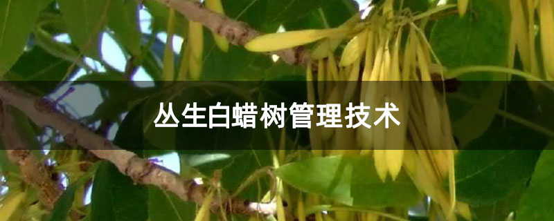 叢生白蠟樹管理技術(shù)