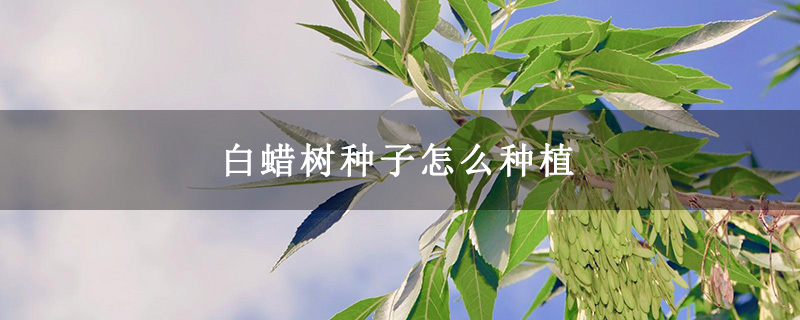 白蠟樹種子怎么種植