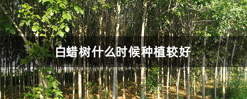 白蠟樹什么時候種植較好