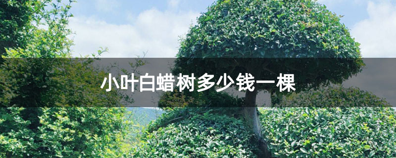 小葉白蠟樹多少錢一棵