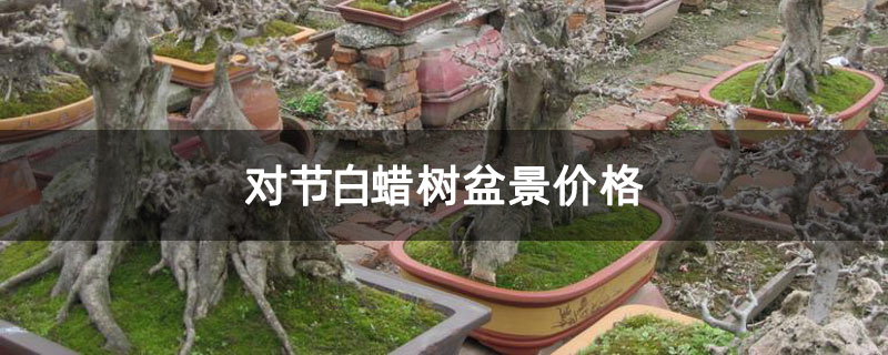 對節白蠟樹盆景價格