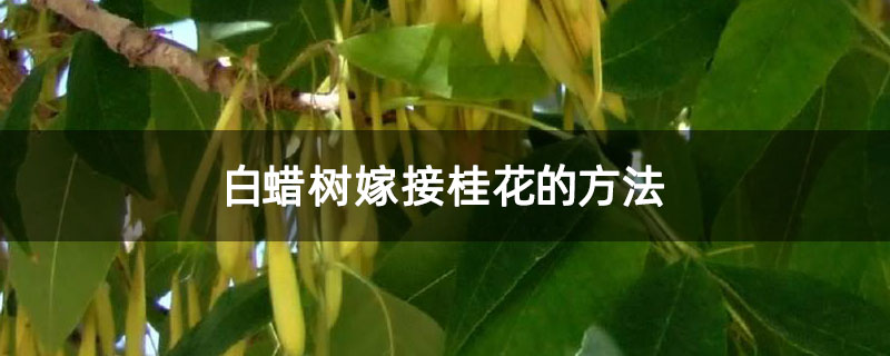白蠟樹(shù)嫁接桂花的方法