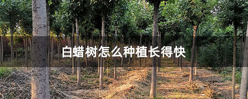 白蠟樹(shù)怎么種植長(zhǎng)得快