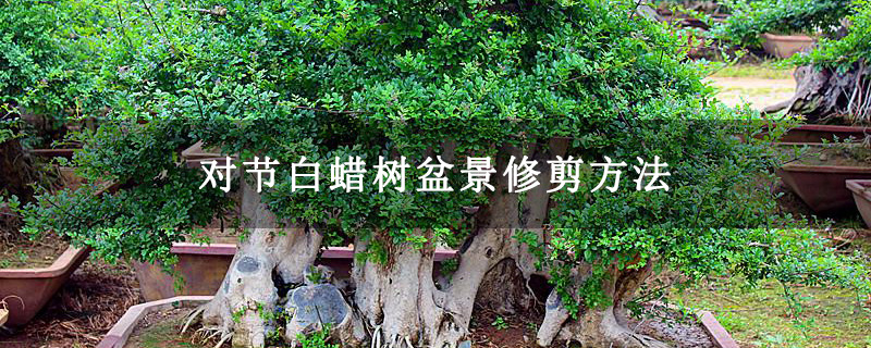 對節白蠟樹盆景修剪方法
