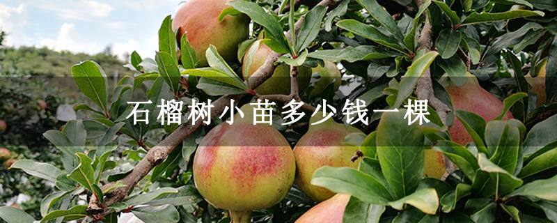 石榴樹小苗多少錢一棵