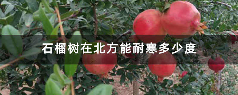 石榴樹在北方能耐寒多少度