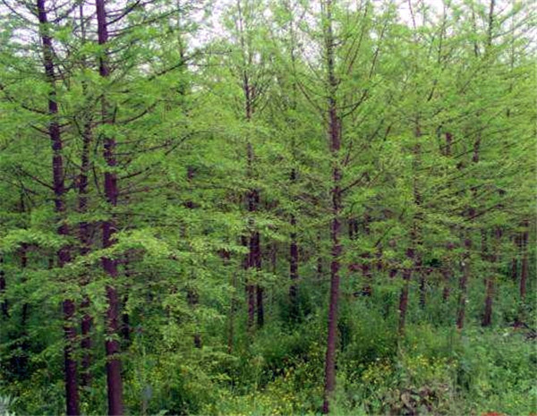 江蘇水杉基地實拍圖片