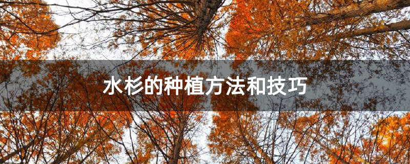 水杉的種植方法和技巧