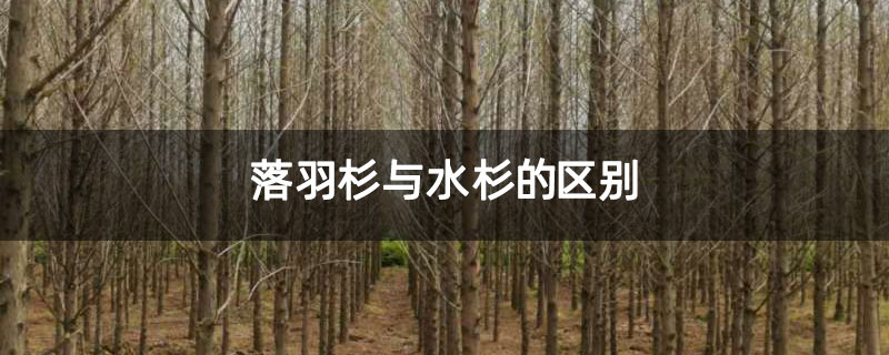 落羽杉與水杉的區(qū)別