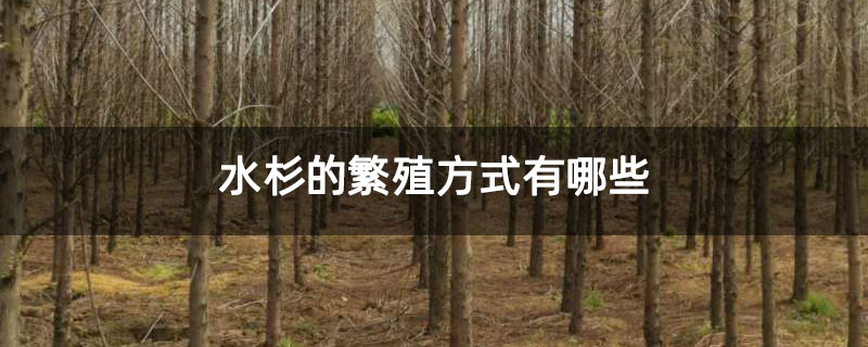 水杉的繁殖方式有哪些