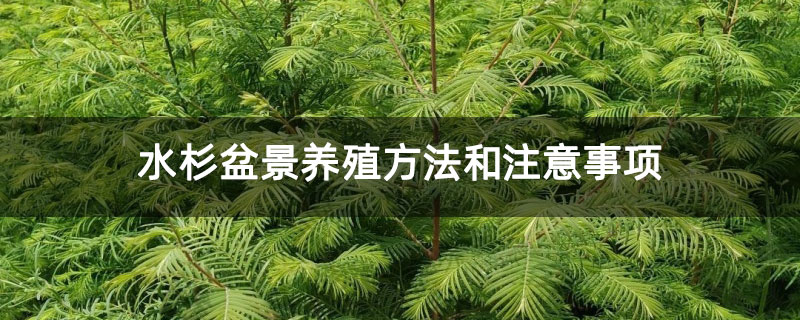 水杉盆景養(yǎng)殖方法和注意事項
