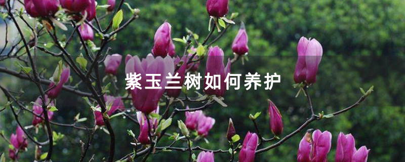 開花的紫玉蘭