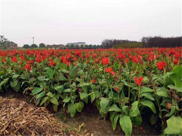 大花美人蕉圖片